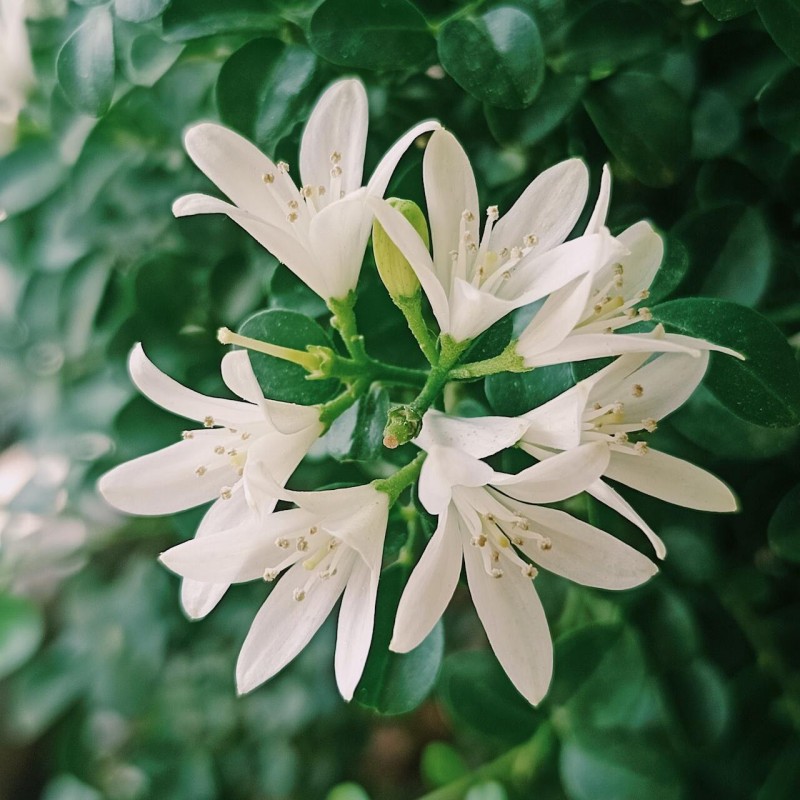 Jazminas, aromatinis aliejus