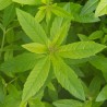 Citrininė verbena, aromatinis aliejus