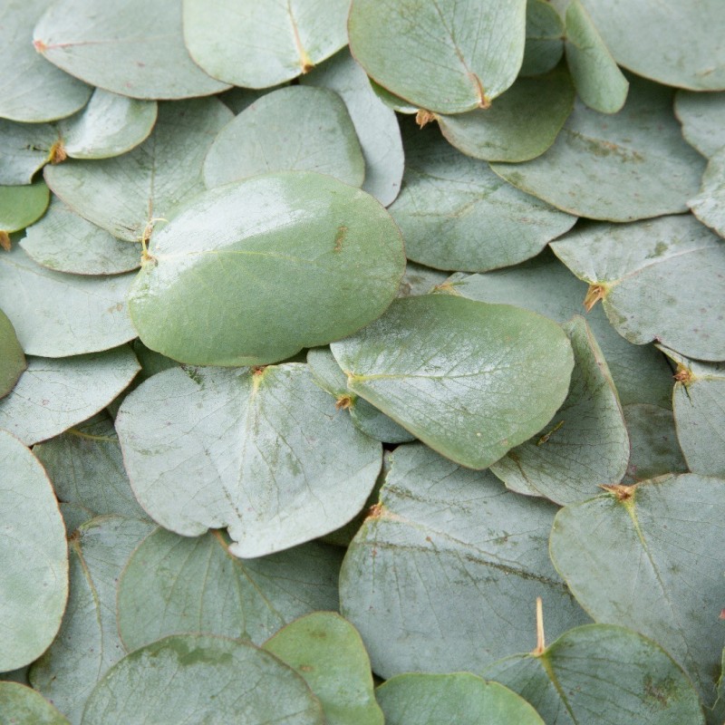 Eukaliptas, aromatinis aliejus