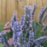 Pačiuliai, aromatinis aliejus