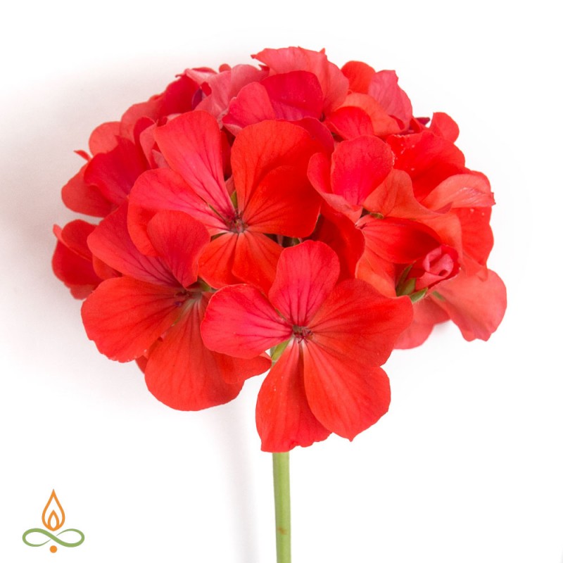 Pelargonijos, eterinis aliejus