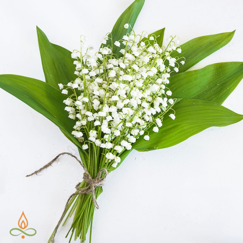 Pakalnutė, aromatinis aliejus